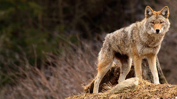 ¡ya tiene explicación! el misterio del único asesinato de una persona perpetrado por coyotes 