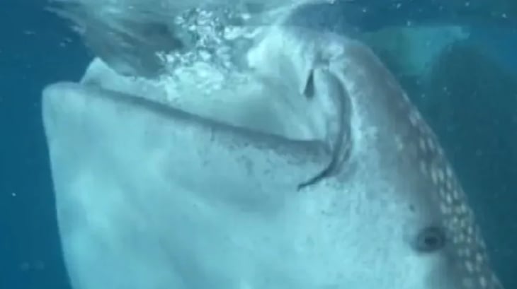Mujeres descubren a un tiburón ballena nadando cerca de ellas y se asustan 