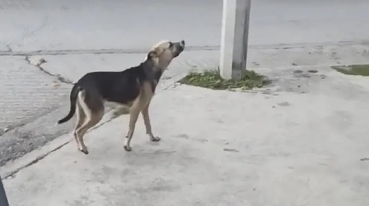Perrito se encuentra a su dueño en la calle tras salirse de su casa y actúa como si no lo conociera