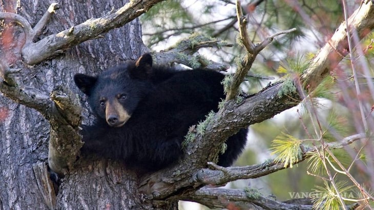 Año atípico para los osos: van 26 muertos, la mayoría atropellados; especie sigue activa