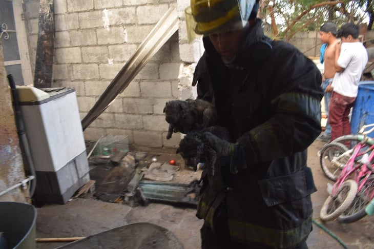 Incendio mata a 6 perritos en la colonia San Salvador