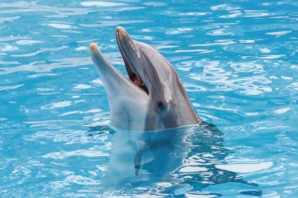 Los delfines podrían sufrir la enfermedad de Alzheimer