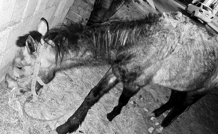 VIDEO: Rescatan a caballo que utilizaban para recolectar basura; le pateaban la cabeza cuando caía de hambre