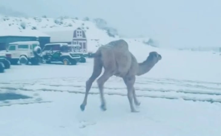 Camello bebé conoce la nieve por primera vez y su reacción enterneció a todos