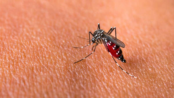 Encuentran una peligrosa cepa de mosquitos 'super resistentes' a los insecticidas 
