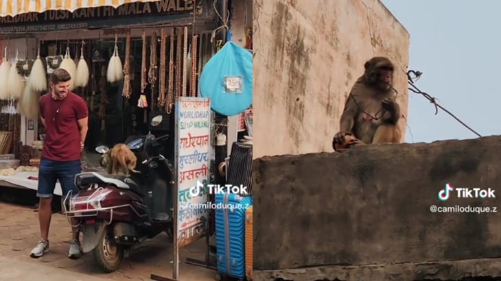 Banda de monos roba a turista colombiano en la India: 'son expertos', dice