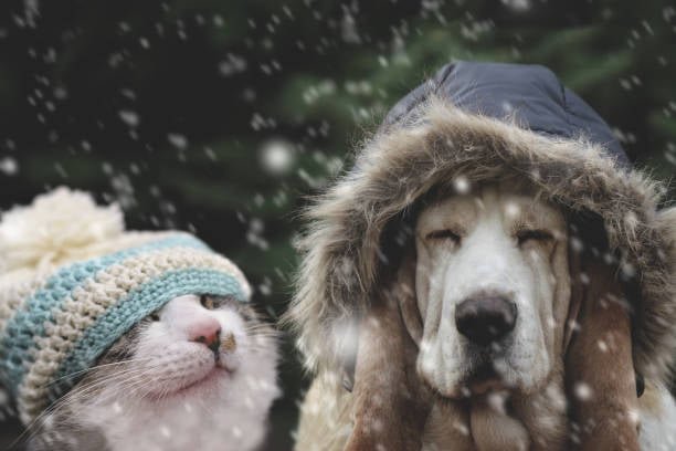 No descuides a tus mascotas: ¿cómo saber si tu perro o gato tienen frío?