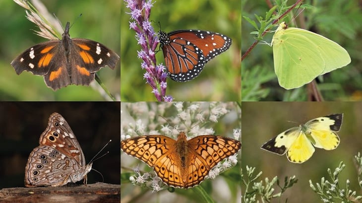 Datos interesantes sobre las mariposas que no conocías 