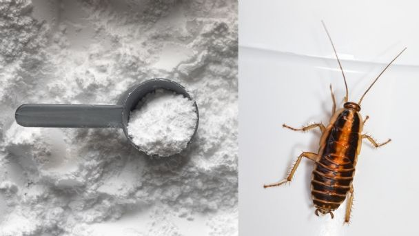 ¿Cómo utilizar el ácido bórico para acabar con las cucarachas?