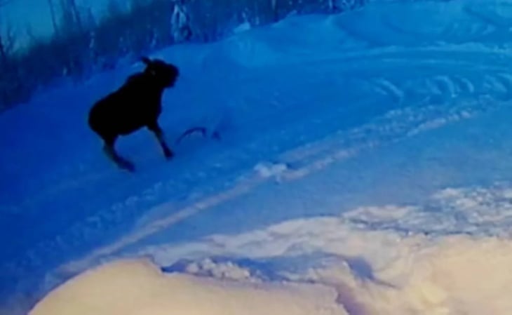 Video. Alce pierde sus astas en la nieve y sorprende a habitantes en Alaska