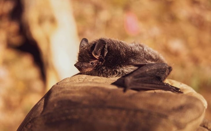 Confirman contagio de rabia en niños que fueron mordidos por un murciélago en Oaxaca 
