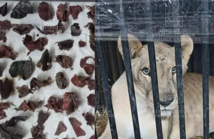 Extraen ¡más de 2 kilos de basura! de estómago de leona rescatada en Huejutla, Hidalgo 