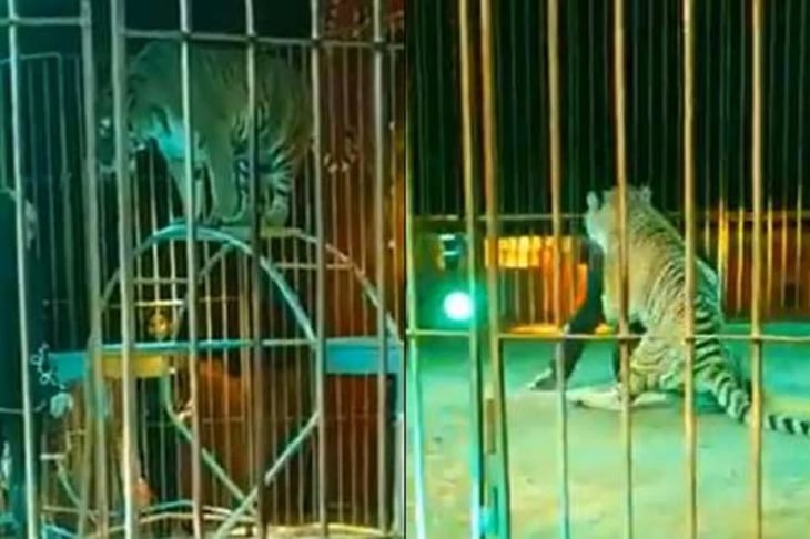 VIDEO: Tigre ataca a domador durante show en circo en Italia