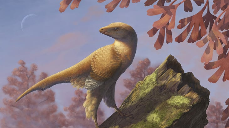 Hallan en China extraña ave con un cráneo casi idéntico al de un Tyrannosaurus Rex