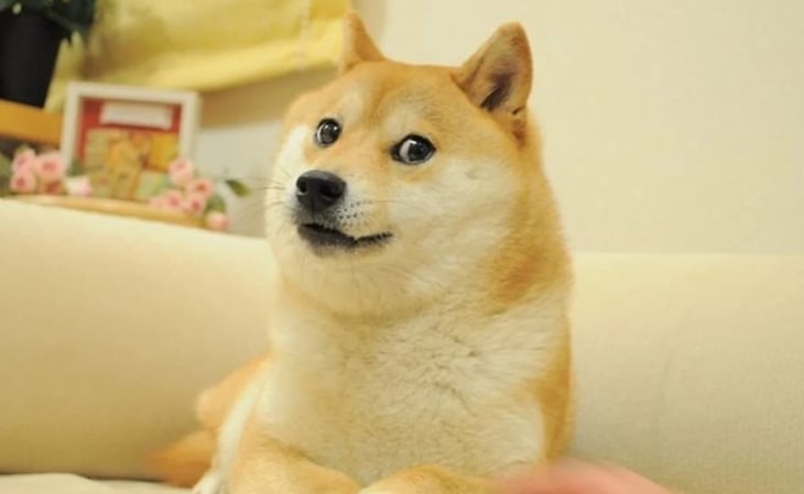 Kabosu, 'perro de los memes Doge', muestra mejoras en su salud pese a enfermedad