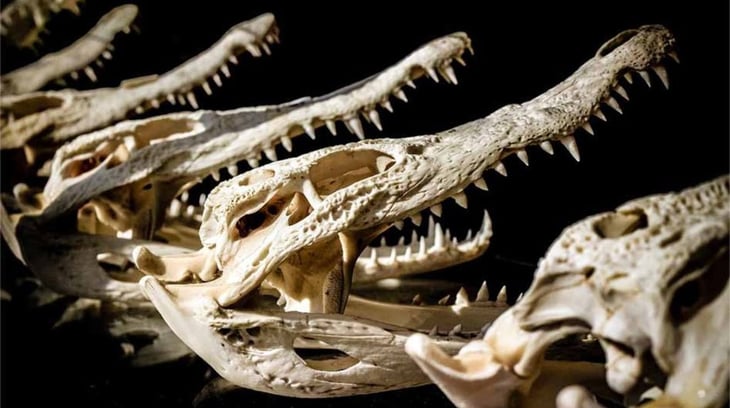 Encuentran nueve cabezas de cocodrilo en el interior de una tumba egipcia
