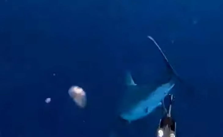 “Fue un ataque depredador': hombre sale a pescar, cae al agua y se encuentra frente a un tiburón