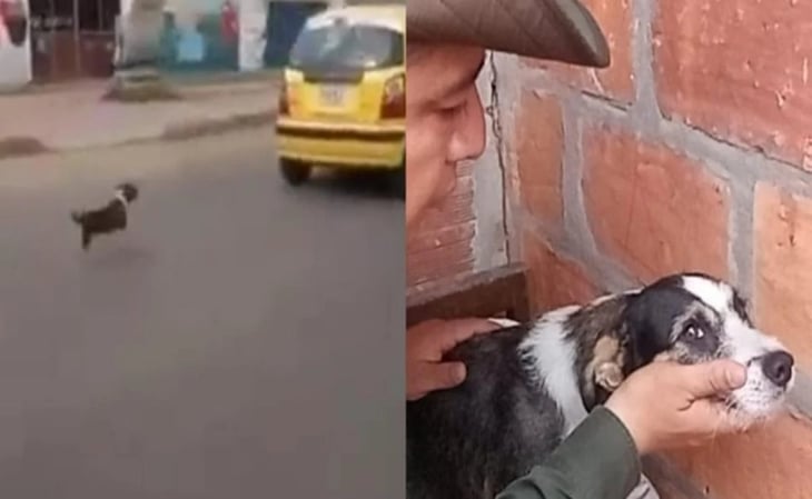Mujer abandona a su perro en plena calle y la persigue detrás de un taxi