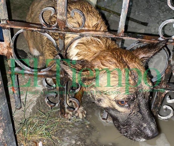 Bomberos rescatan a perrita atrapada en rejas de un portón en Monclova 