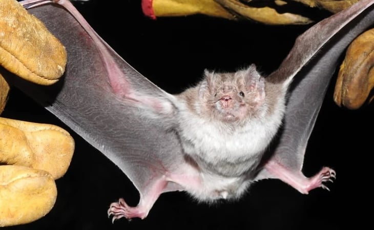 Investigan bondades ecológicas de los murciélagos en Tamaulipas