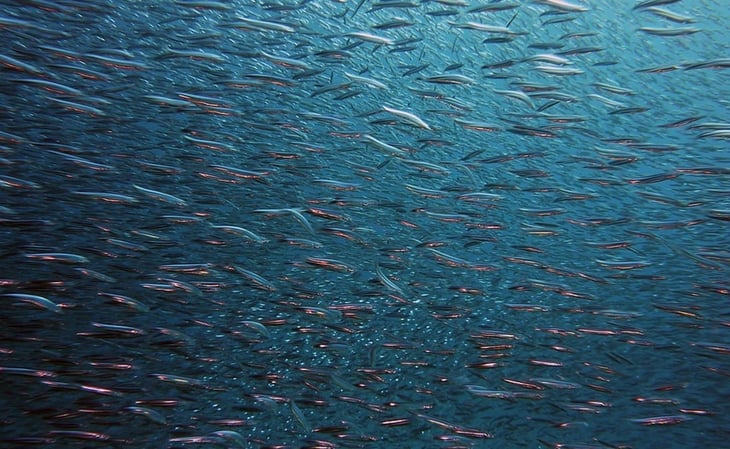 Calentamiento de los océanos reducirá el tamaño de peces de agua profunda, según un estudio