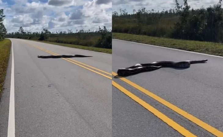 'Quedamos en shock': fotógrafos hallan enorme pitón en plena carretera en Florida