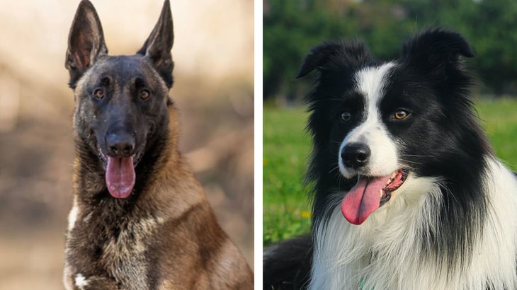 La raza de perros más inteligente no es el Border Collie, según un reciente estudio