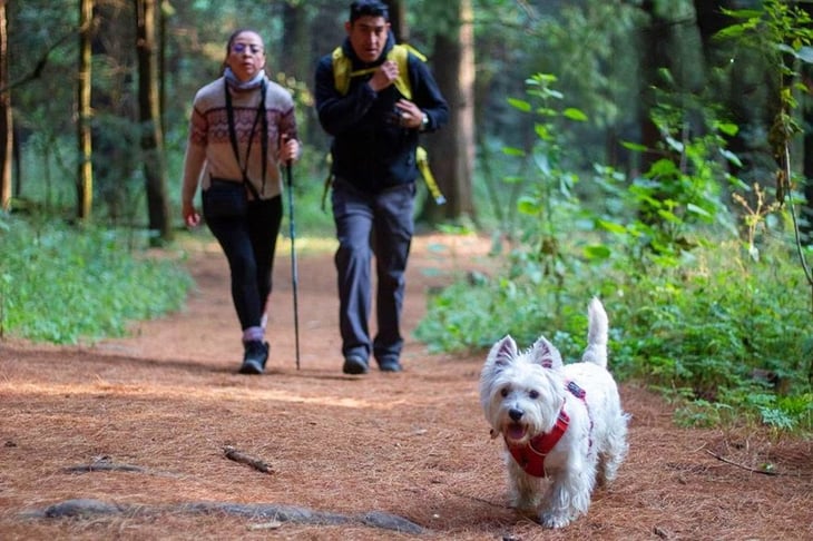 Lánzate con tu perro a esta caminata en el bosque de la CDMX