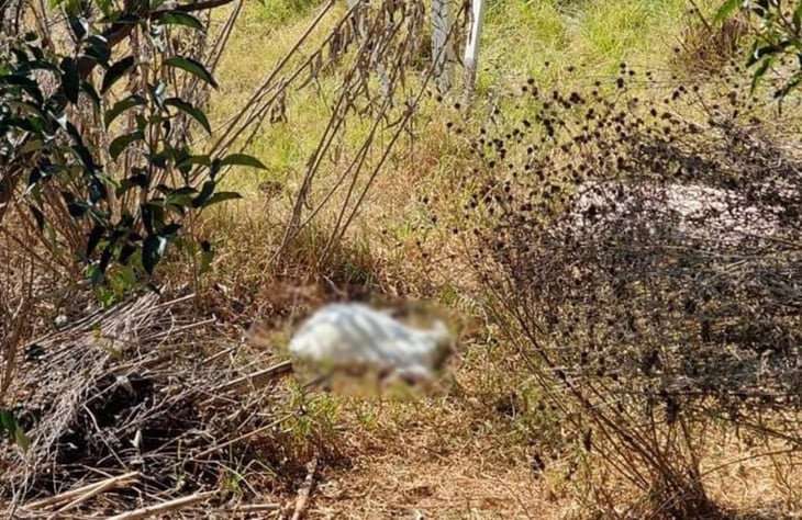 Santería en el Edomex: reportan cabra decapitada en Huixquilucan; autoridades alertan a vecinos