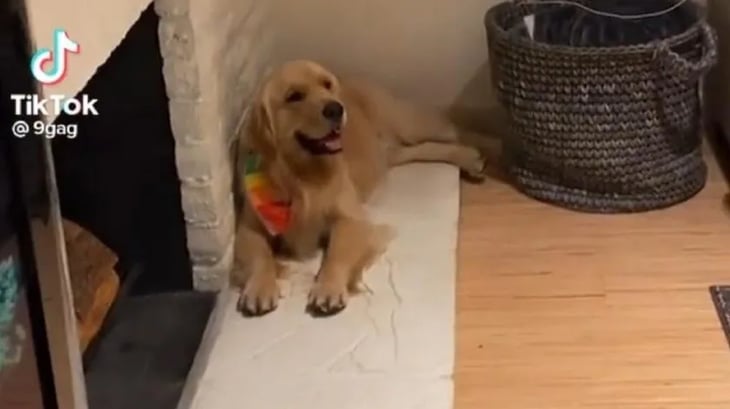 Perrito se vuelve viral por su reacción al recibir aplausos