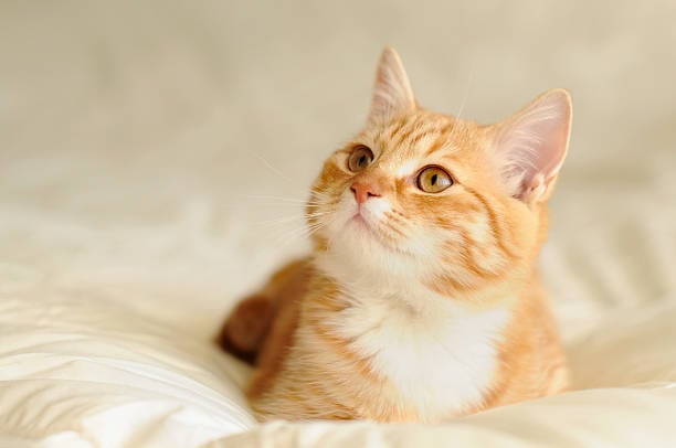 Un estudio revela cuáles son las razas de gatos más inteligentes