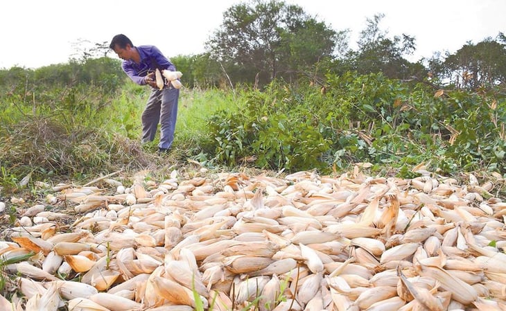 Para controlar precio de la tortilla, gobierno aprieta a exportadores de maíz con 50% de impuestos