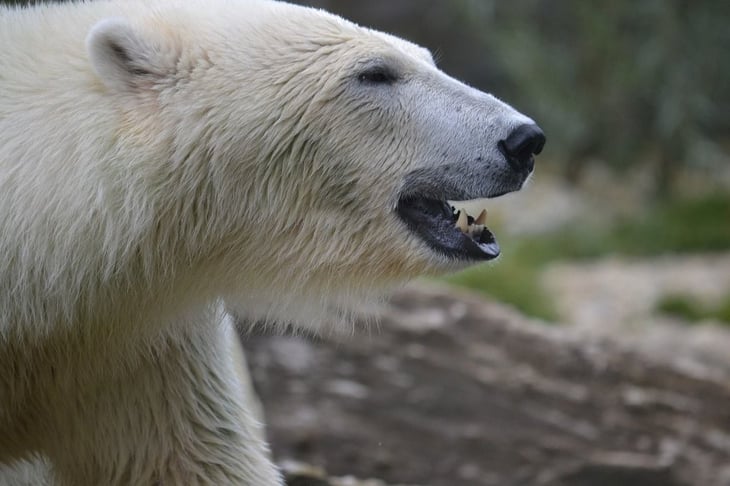 Oso polar mata a dos personas en Alaska