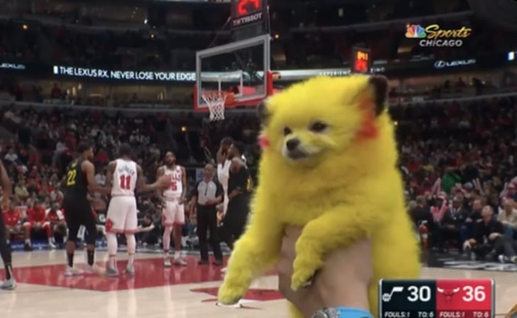Fan de la NBA pinta a su perro como Pikachu y recibe una multa de 200 dólares