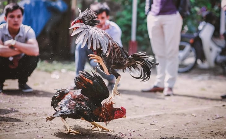 Mueren dos hombres tras ser apuñalado por gallos de pelea en la India
