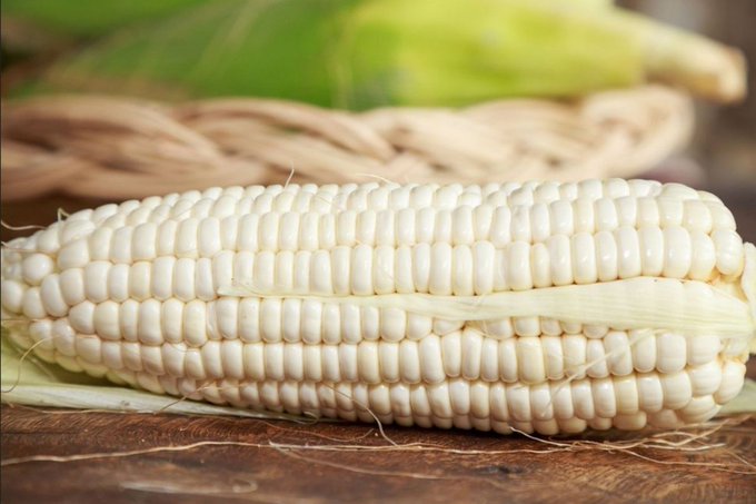 Establecerán 50% de arancel al maíz blanco importado