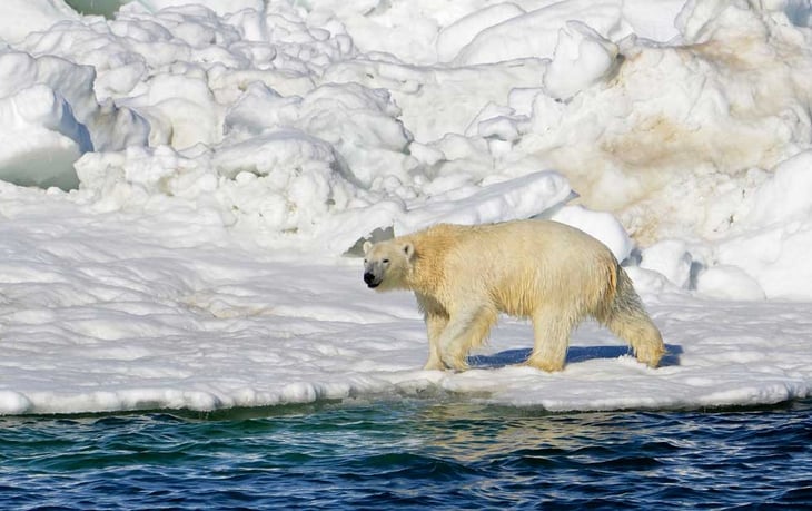 Oso polar mata a mujer y a su bebé en un pueblo de Alaska