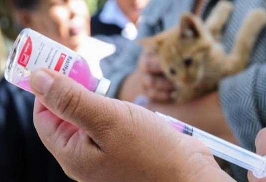 SSa: Habrá vacuna para perros y gatos en el Centro de salud Mundo Nuevo la próxima semana
