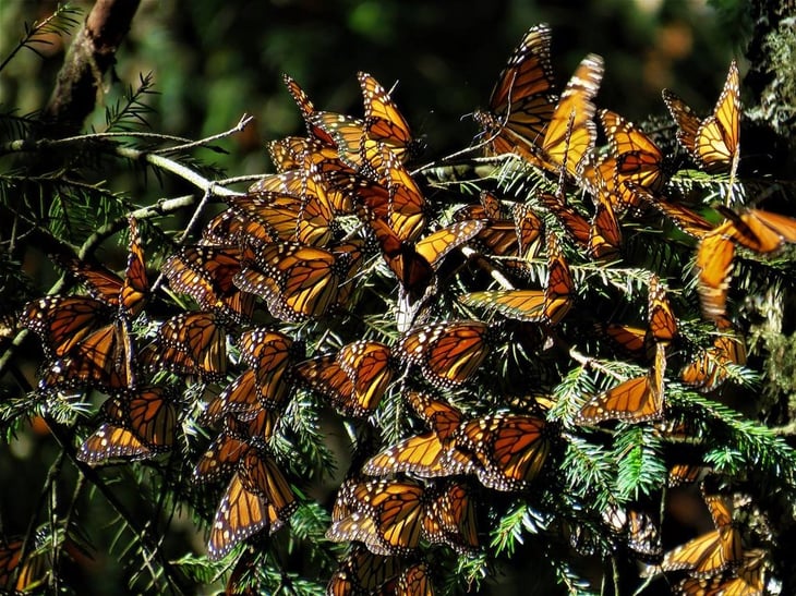Mariposas monarca: lánzate a este campamento para fotografiarlas