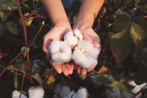 Investigadores cultivan una nueva variedad de algodón que resiste el fuego de manera natural