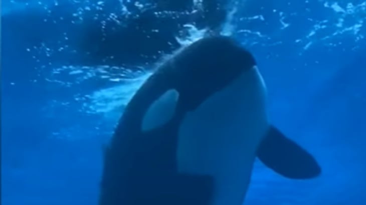 Un dron captura la solitaria vida de Kiska, la orca más aislada del planeta