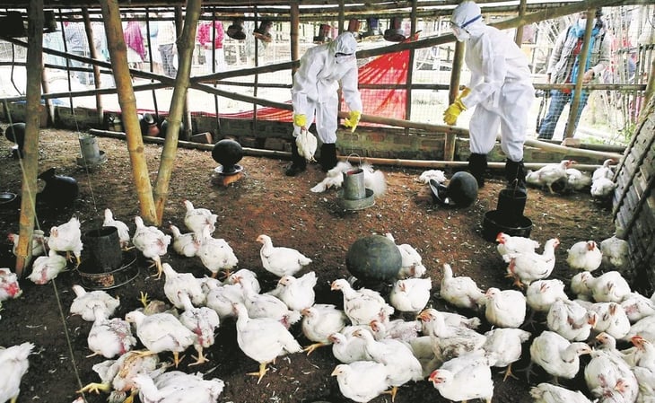 Suman 15 granjas contagiadas con gripe aviar en Yucatán