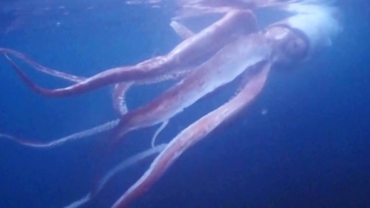 Buzos graban a un calamar gigante frente a la costa de Japón