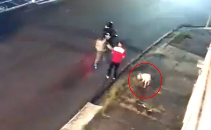 VIDEO: Perrito pierde una pata tras salvar a dueño de ser asaltado en Costa Rica