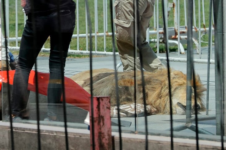 Protestan en Chile con león muerto frente a sede de gobierno