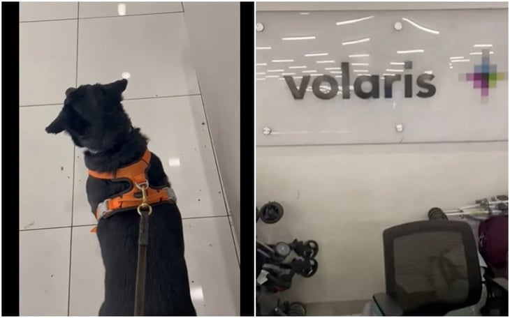 VIDEO: Paga más de 7 mil pesos por viajar con su mascota y lo regresan lastimado; Volaris evalúa el caso