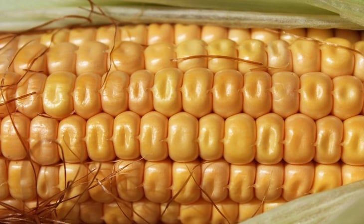 Advierte EU que puede recurrir a mecanismos T-MEC ante “insuficiente” propuesta de México para maíz transgénico