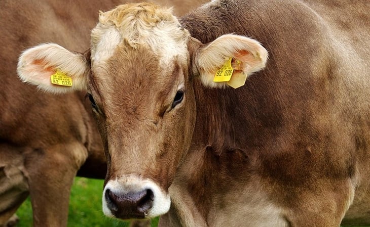 Excremento de vaca protege de las radiaciones, asegura un juez indio