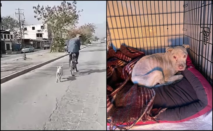 Sujeto en bicicleta arrastra a perrita amarrada del cuello en Escobedo, Nuevo León; autoridades investigan