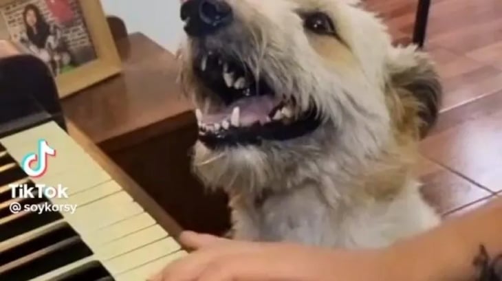 Perrito canta mientras su dueña toca el piano